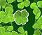 Lucky Clover - Jogo de Sorte