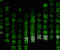 Desktops do Futuro - Jogo de Outros